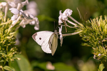 Pieris rapae the small cabbage white butterfly on a plumbago auriculata alba, the Cape leadwort