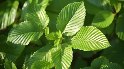 Fototapeta na wymiar Lush Green Leaves of a Hornbeam Tree