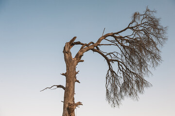 Dry tree stands alone against a pale blue sky, creating a dramatic silhouette