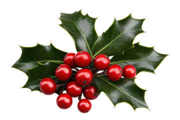 Bright red holly leaves with berries on display, cut out