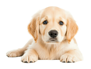 Fototapeta premium Cute golden retriever puppy lying down and resting, cut out