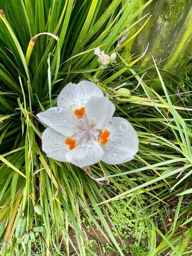 Beautiful White Moreia Flower with Water Drops