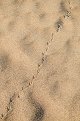 Birds footprints on sand beach in sunny day