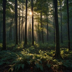 Obraz premium morning in the forest