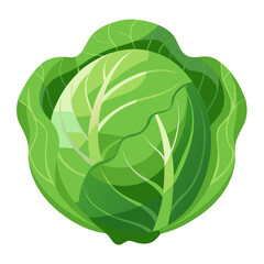 vector illustration of a cabbage