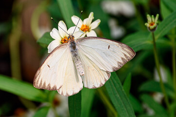White butterfly on white flowers.