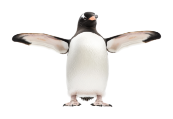 Gentoo penguin with outstretched wings against white background, cut out