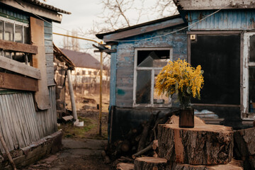 mimosa at the sawmill