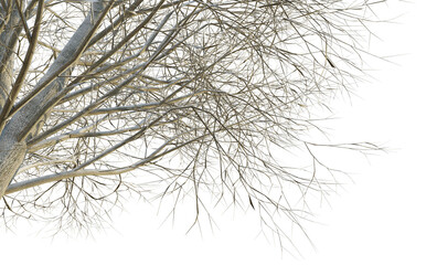 Tilia europaea tree winter corner 4k png cutout transparent background isolate
