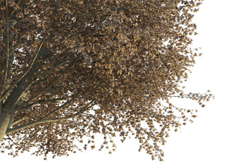 Tilia europaea tree autumn corner 4k png cutout transparent background
