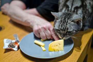 cat crouching to a plate with cheese