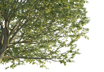 Fagus sylvatica tree corner 4k png cutout transparent background isolate