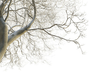 Fraxinus excelsior tree winter corner 4k png cutout transparent background isolate