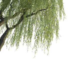 Salix babylonica tree corner 4k png cutout transparent background © DH Tree Stock