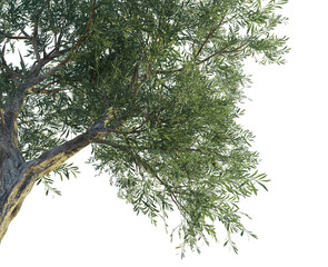 Olea europaea tree corner 4k png cutout transparent background isolate