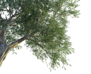 Olea europaea tree corner 4k png cutout transparent background isolate