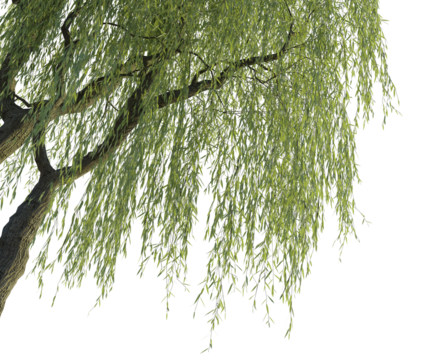 Salix babylonica tree corner 4k png cutout transparent background - Powered by Adobe
