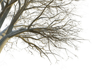 Quercus cerris tree winter corner 4k png cutout transparent background