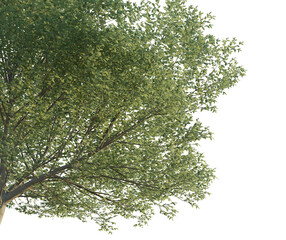 Carpinus betulus tree corner 4k png cutout transparent background isolate