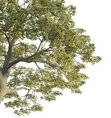 Quercus robur tree corner 4k png cutout transparent background isolate