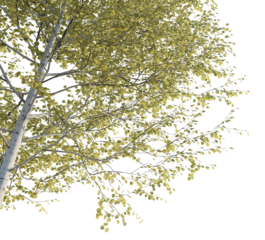 Populus tremuloides tree corner 4k png cutout transparent background
