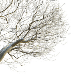 Fraxinus excelsior tree winter corner 4k png cutout transparent background