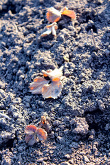 Close-up of strawberry leaves on a field.