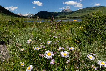Mountain View with flowers in foreground and lake with blue sky and clouds in Crested Butte Colorado