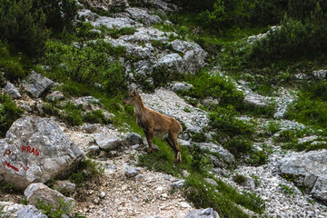 Obraz premium Alpine Ibex located under the summit of Triglav