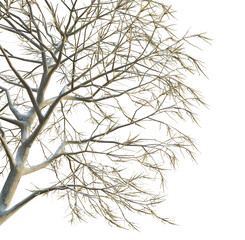 Quercus robur tree winter corner 4k png cutout transparent background isolate