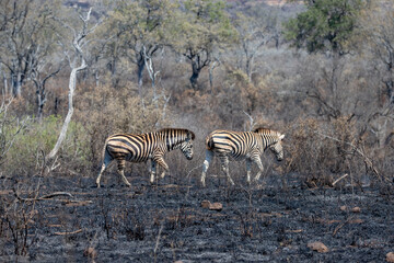 Obraz premium Two wild Zebras walking through fire burned area in Kruger National Park in South Africa RSA