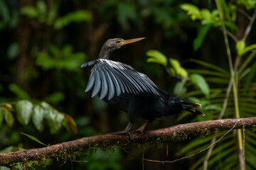 Bird drying its wings in the amazon rainforest of Ecuador
