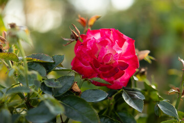 Pink Rose in garden in Kansas during sunset in summer