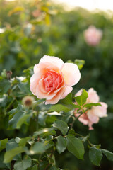 peach colored rose in garden in Kansas during sunset in summer