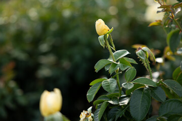 yellow rose in garden in Kansas during sunset in summer