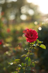 red rose with bokeh in garden in Kansas during sunset in summer
