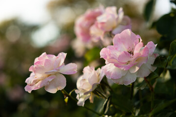 Pink rose in garden in Kansas during sunset in summer