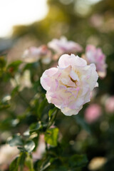 Pink rose in garden in Kansas during sunset in summer