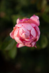 pink rose in garden in Kansas during sunset in summer