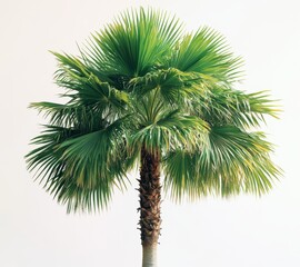 Fototapeta premium Lush Green Palm Tree Isolated Against A Light Background Highlighting Its Leaves and Textured Bark in Bright Natural Light for Tropical Themes