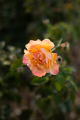 pink orange multicolored rose in garden in Kansas during sunset in summer