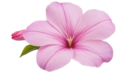 Fototapeta premium A beautiful isolated pink flower with soft petals and a budding flower, set against a transparent background.