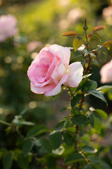 pink rose in garden in Kansas during sunset in summer