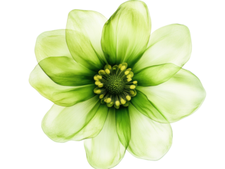 Beautiful green flower showcasing intricate petal details on a transparent background, cut out