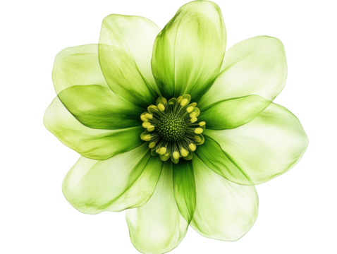 Beautiful green flower showcasing intricate petal details on a transparent background, cut out