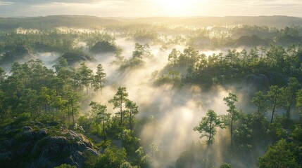Misty forest landscape at sunrise, aerial view