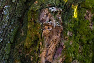 Face in the bark of an old tree, a natural sculpture.