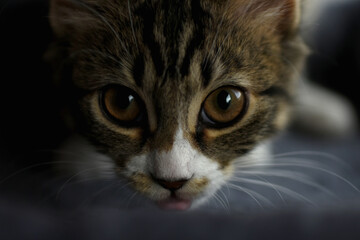 kotek © LidiaAnna