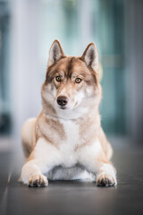 Siberian Husky Sable color amazing photo
