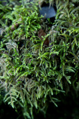 wild plants from forest floor in British Columbia, Canada